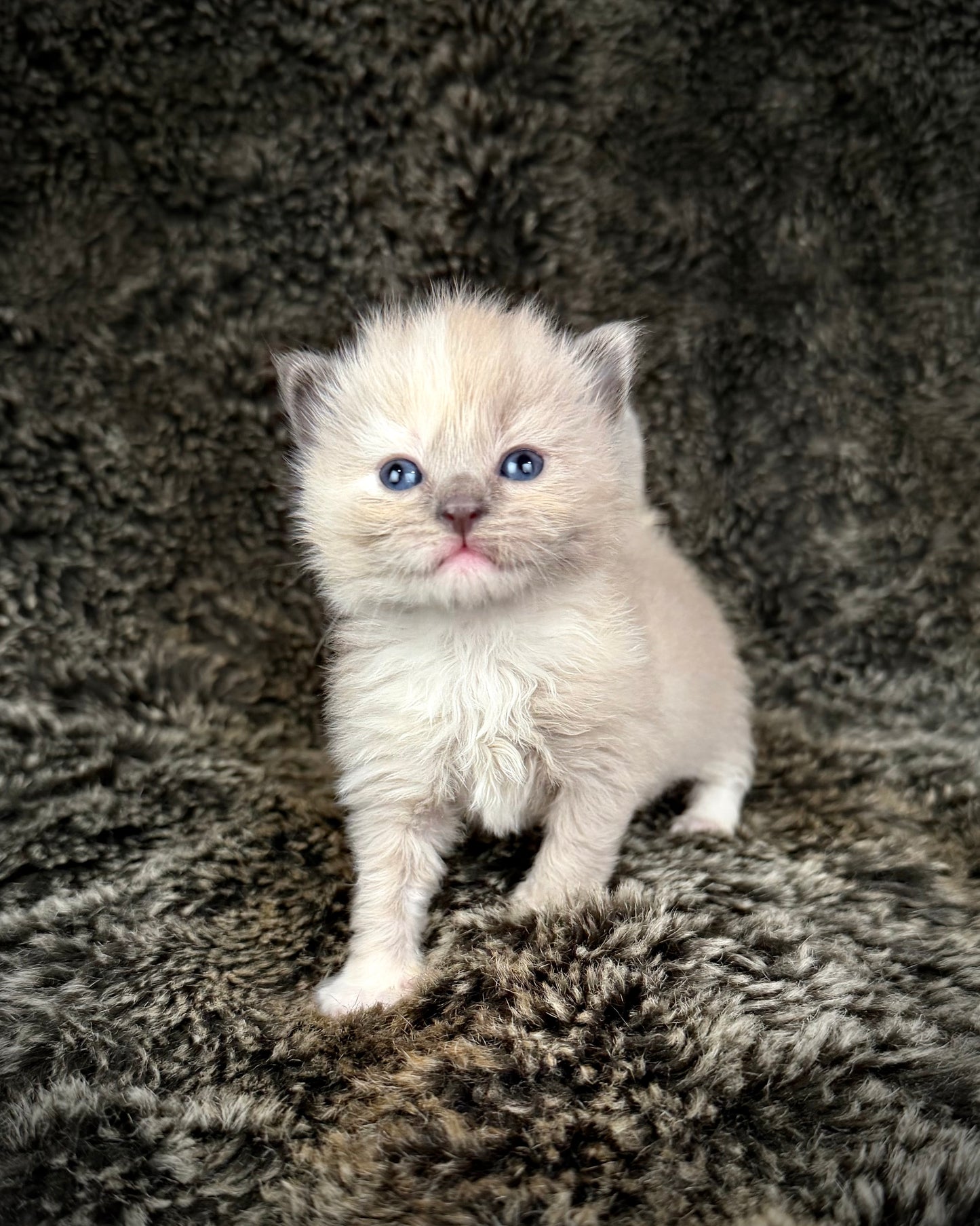 Leia - FEMALE  - blue cream tortie mink mitted