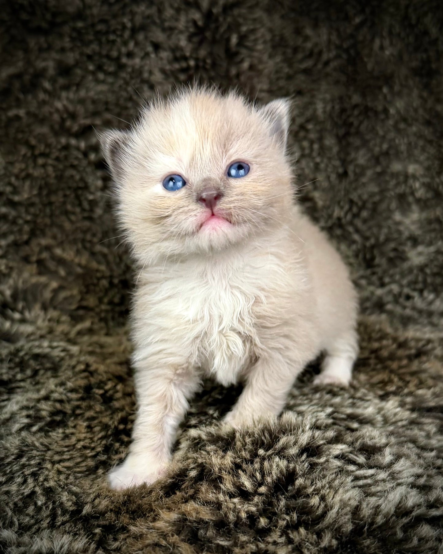 Leia - FEMALE  - blue cream tortie mink mitted