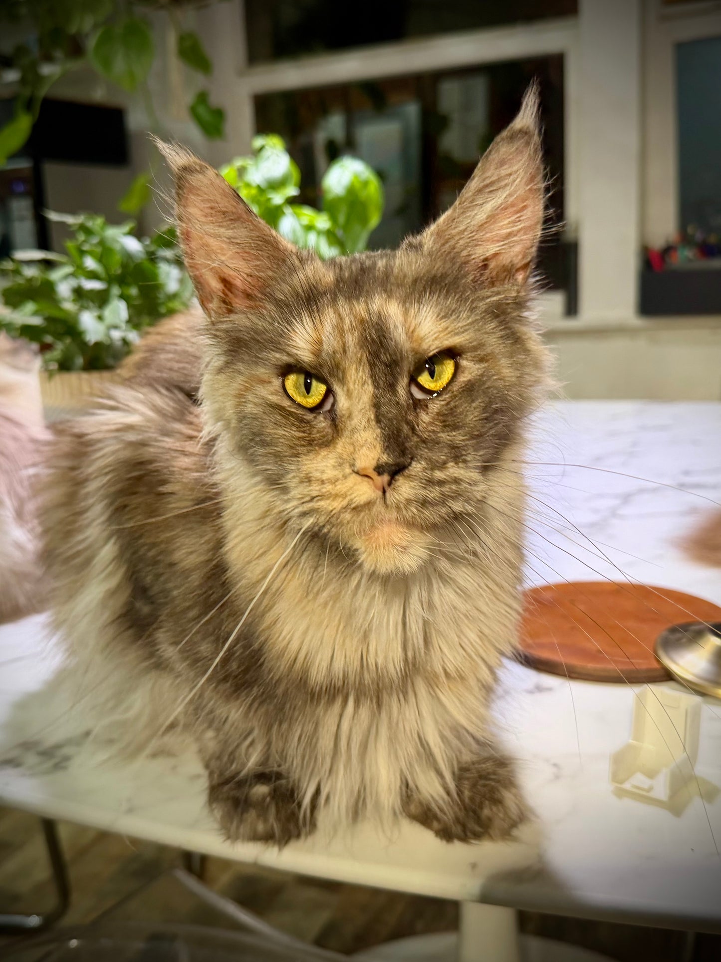 Isabella    -  FEMALE  - Tortie Maine Coon