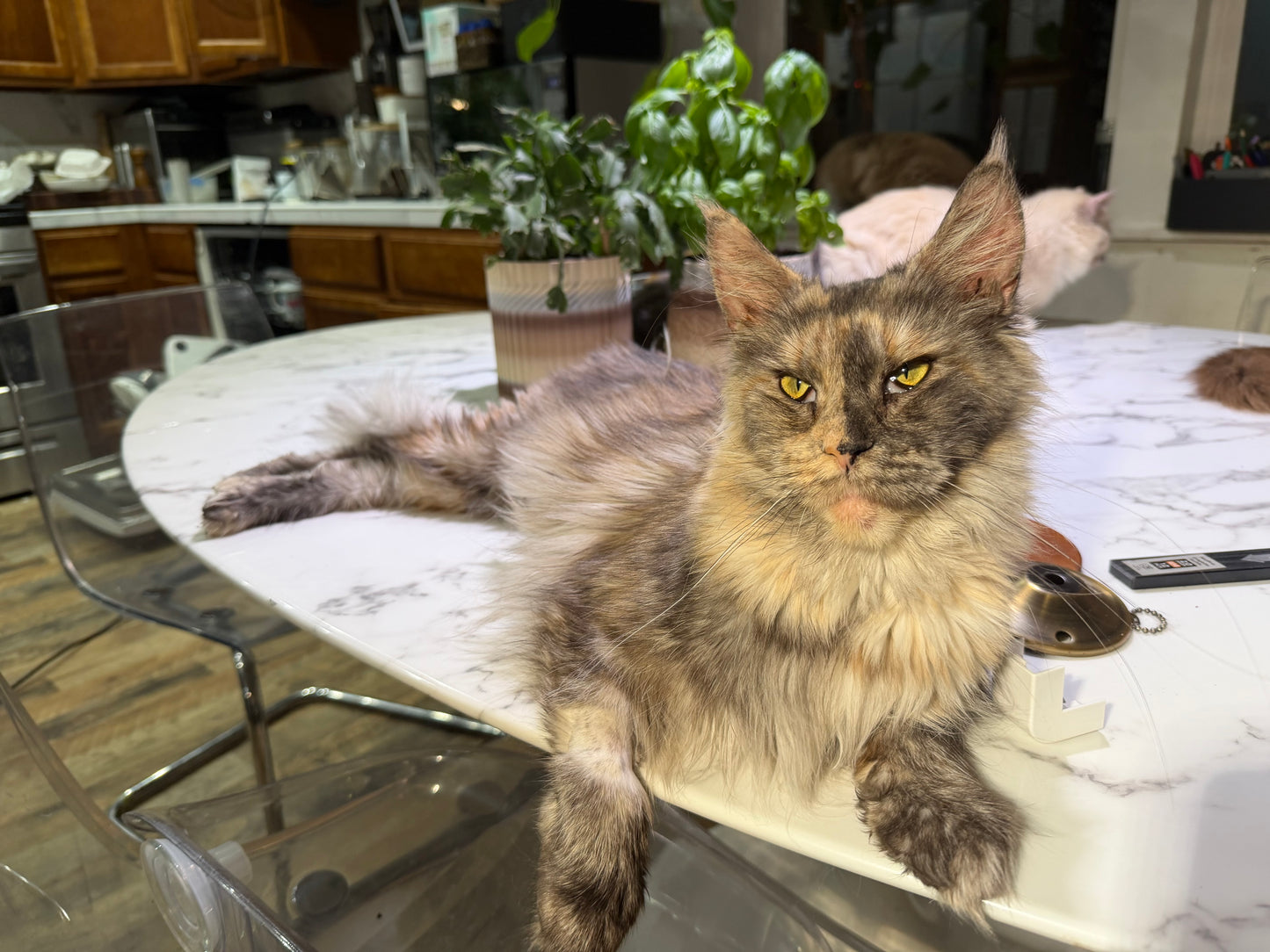 Isabella    -  FEMALE  - Tortie Maine Coon