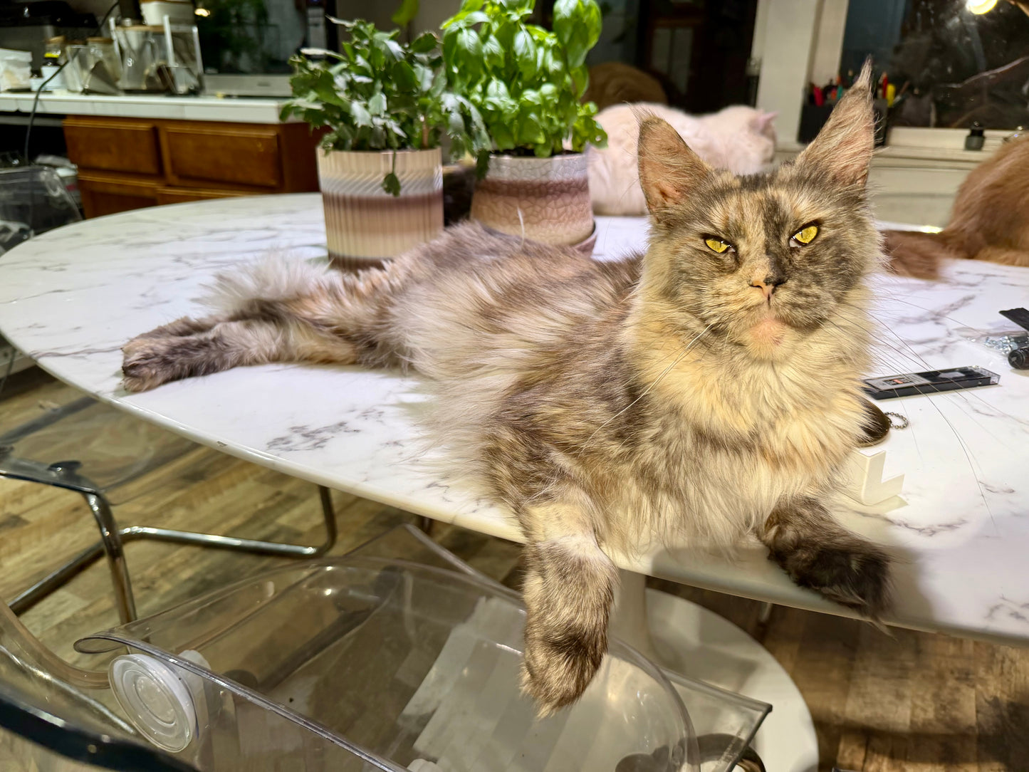 Isabella    -  FEMALE  - Tortie Maine Coon