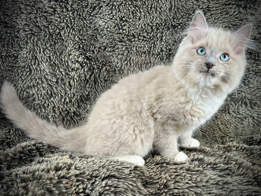Taffy - Male -Blue Mink Mitted - RESERVED