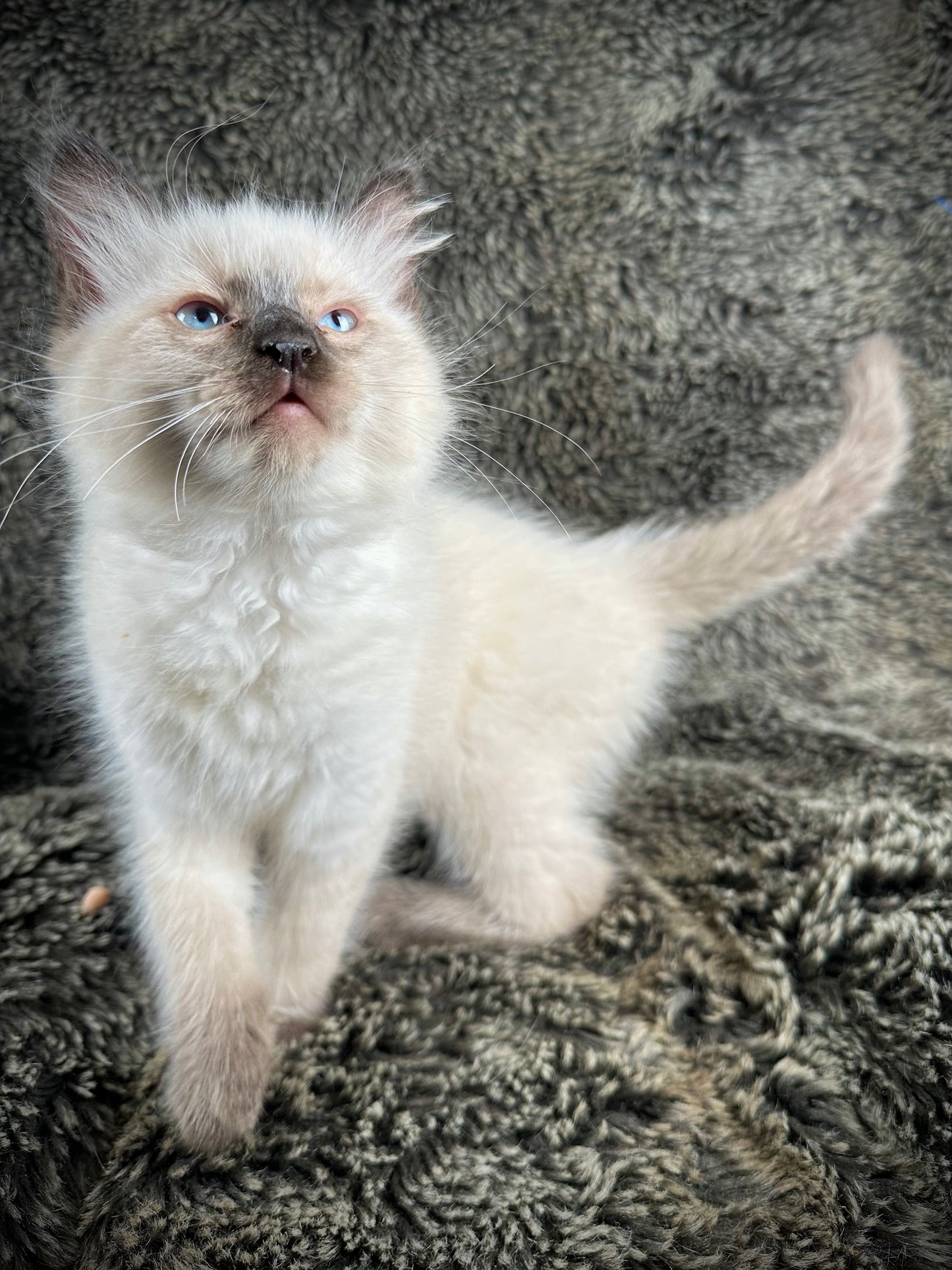 Cadbury - Male