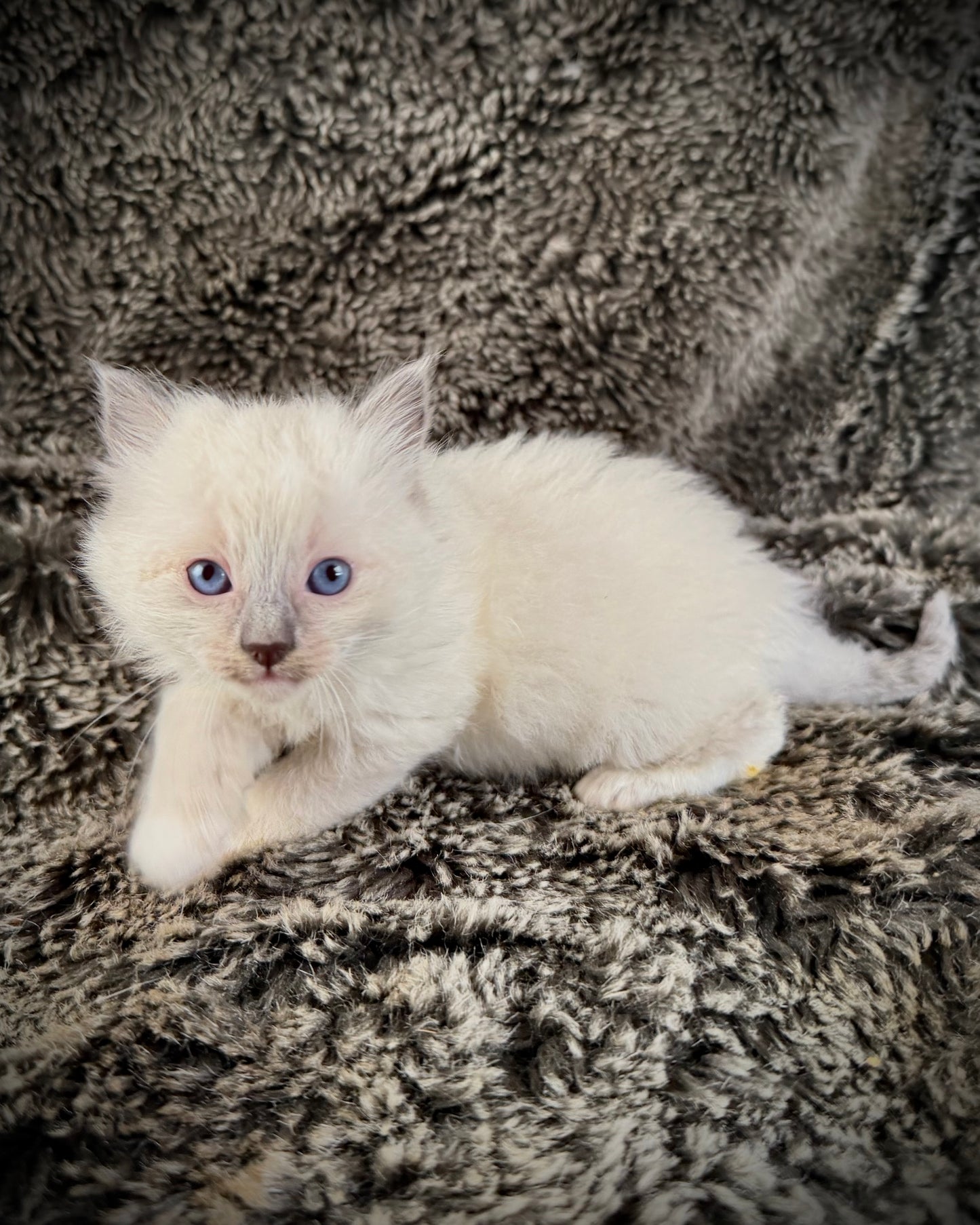 Obi   - MALE  - blue mink mitted