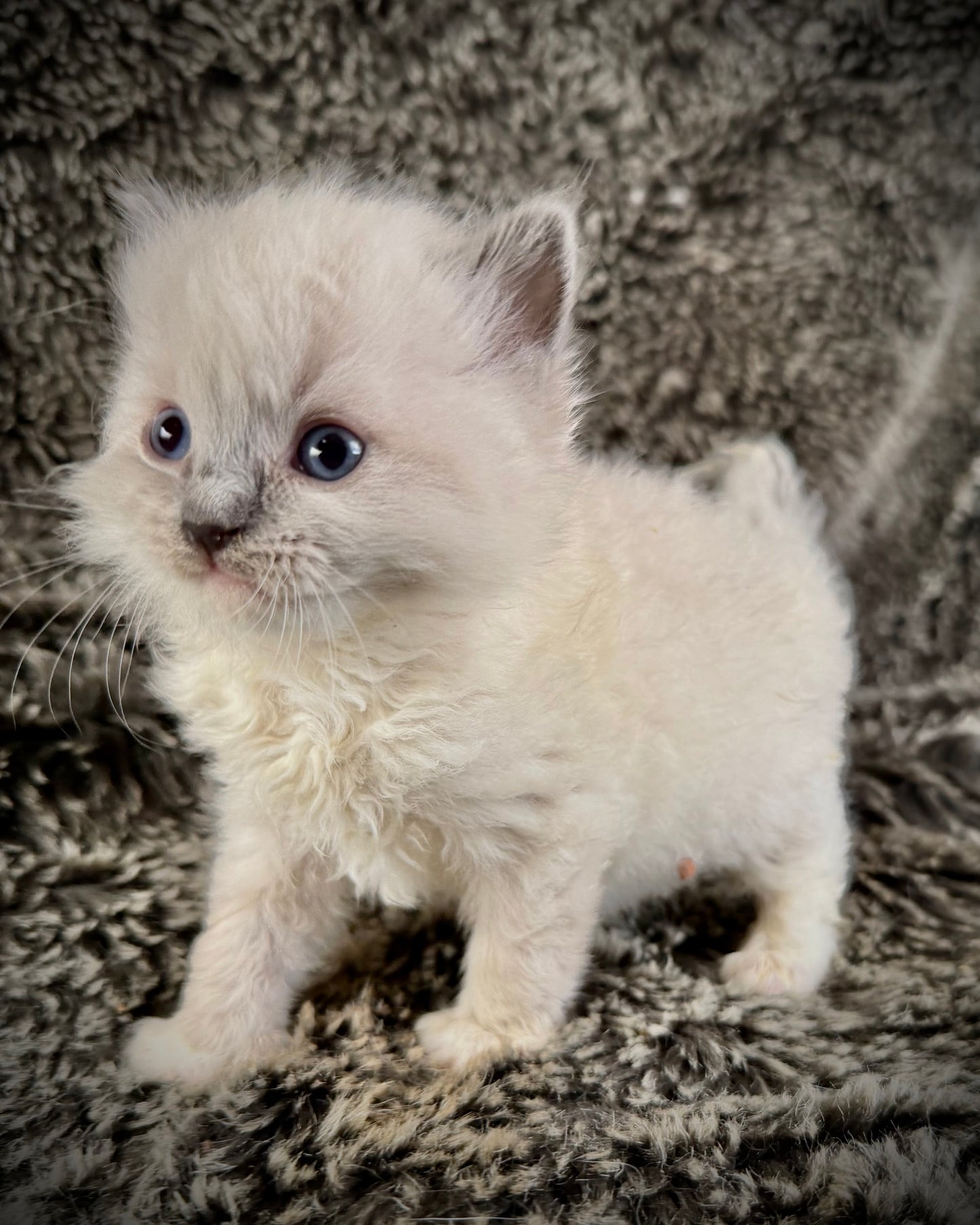 Chewie   - MALE  - blue point mitted