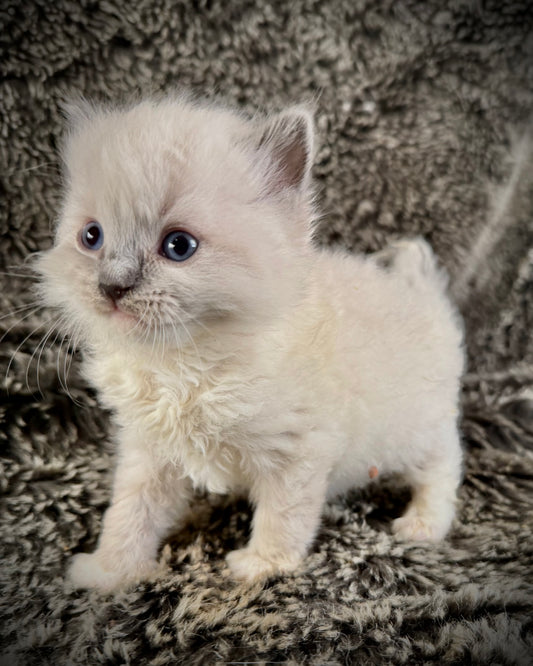Chewie   - MALE  - blue point mitted