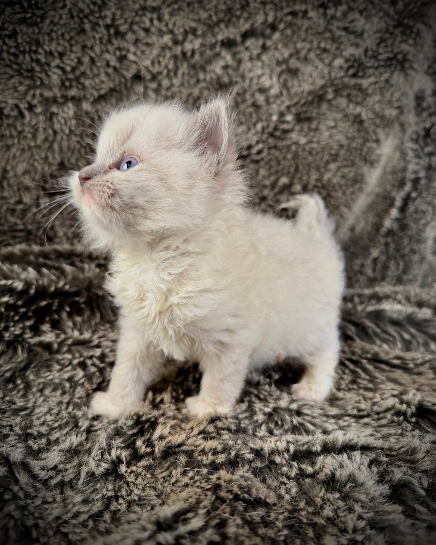 Chewie   - MALE  - blue point mitted