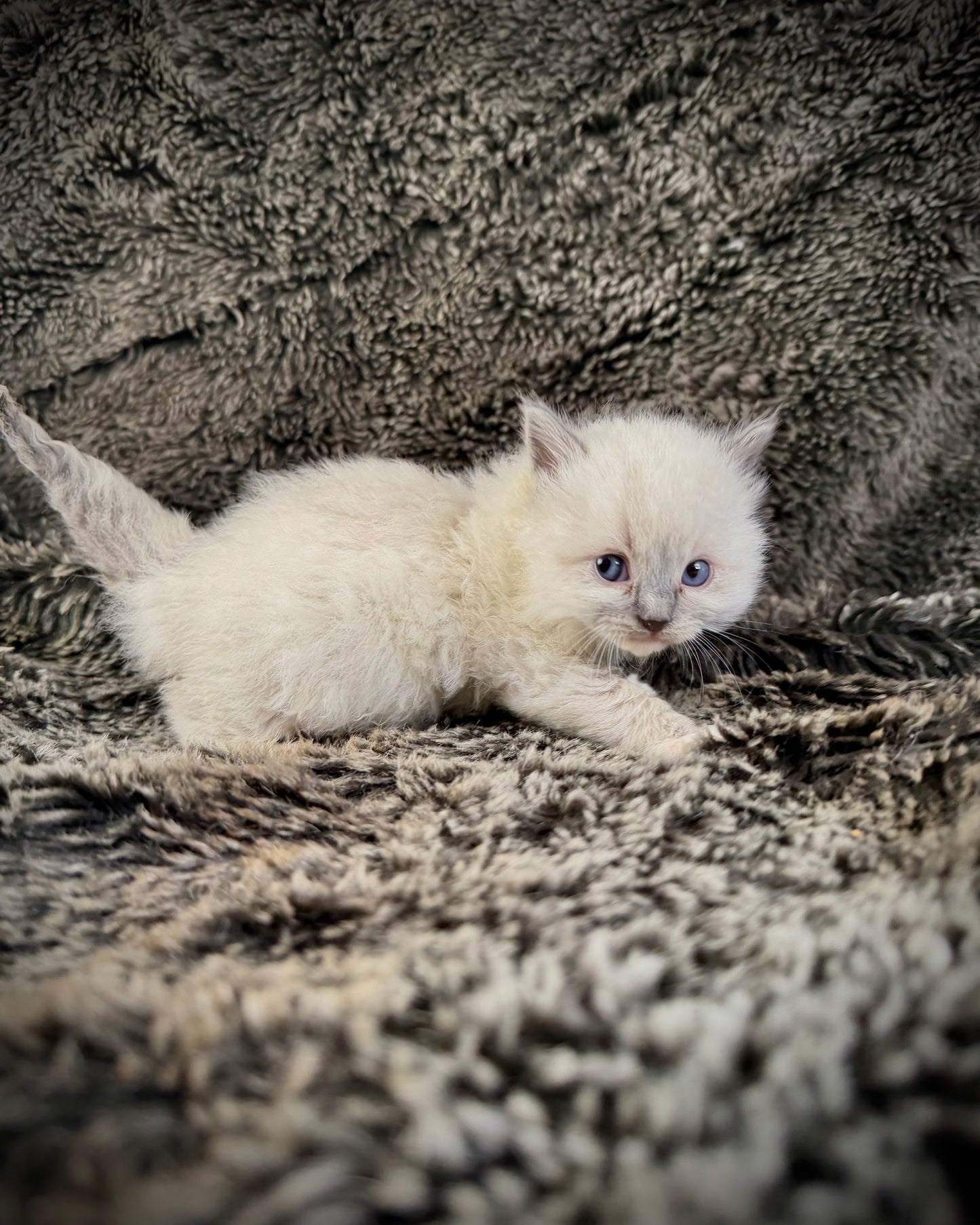 Chewie   - MALE  - blue point mitted