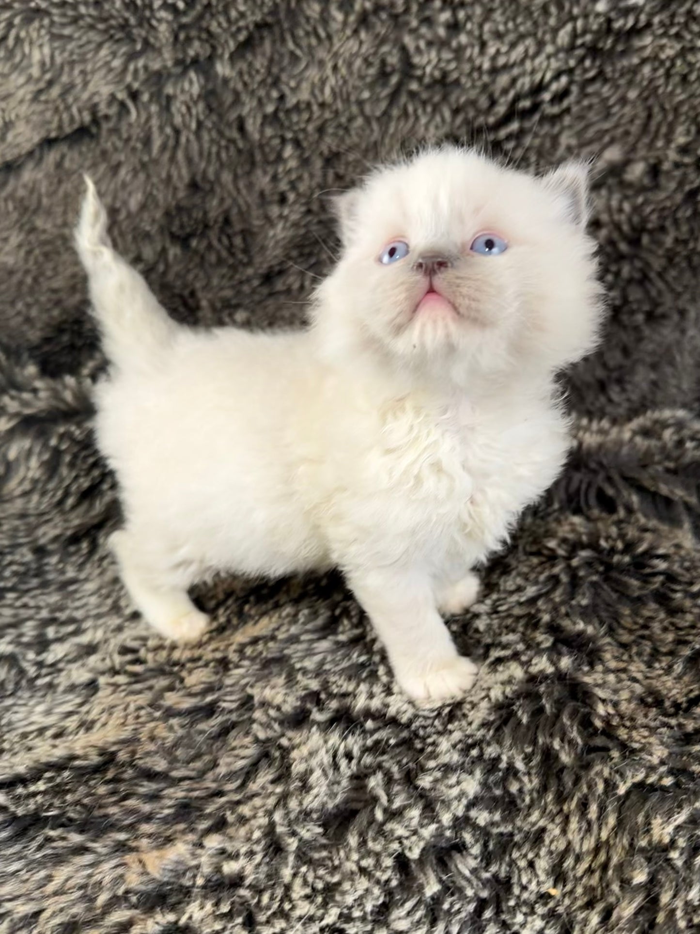 Hans    - MALE  - blue point mitted