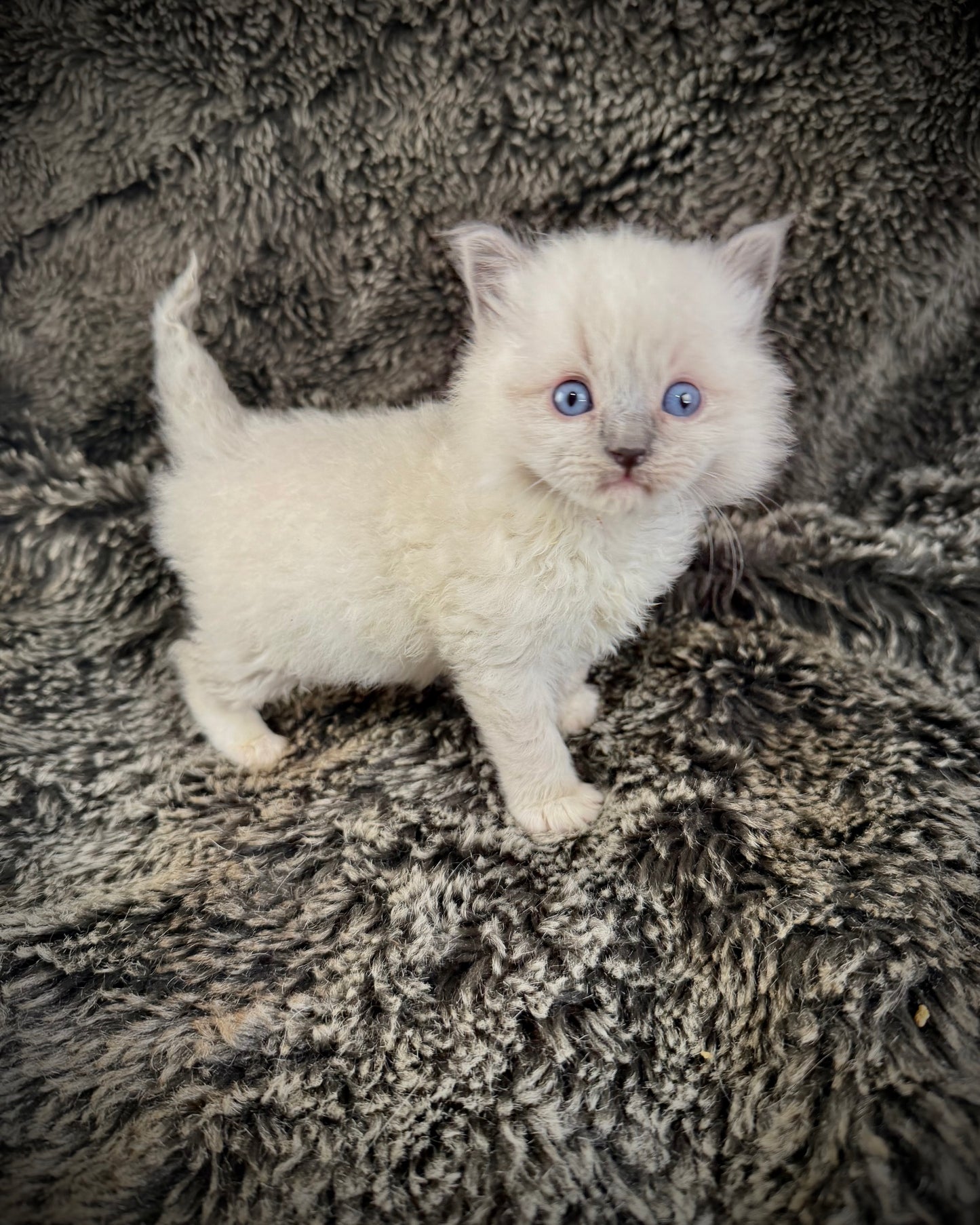 Hans    - MALE  - blue point mitted