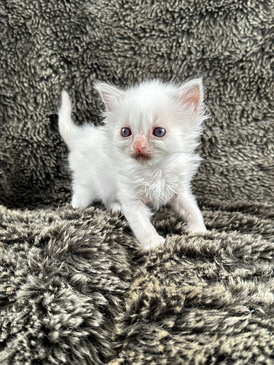Squirt - Blue Bicolor MALE - Available 5/17/2025