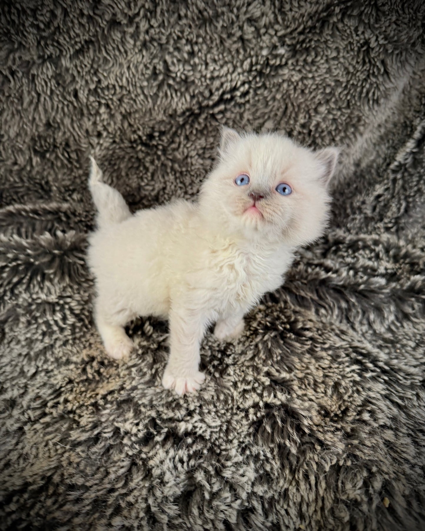 Hans    - MALE  - blue point mitted