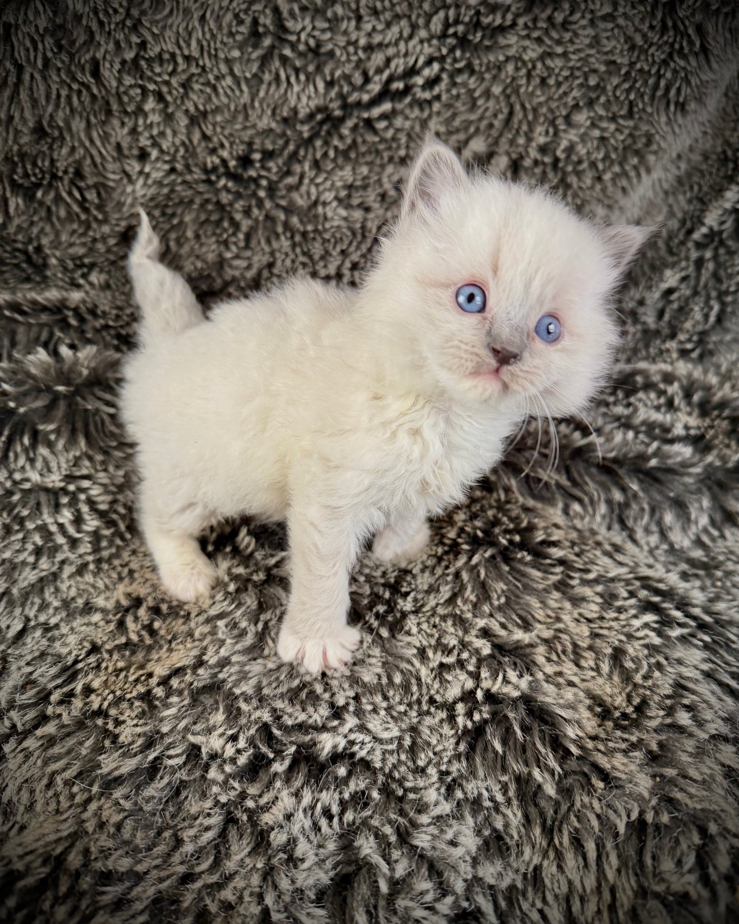 Hans    - MALE  - blue point mitted