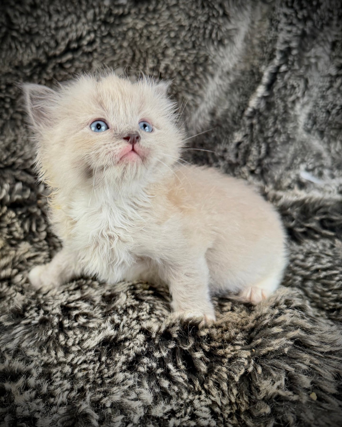 Jedi  -MALE  - blue mink mitted