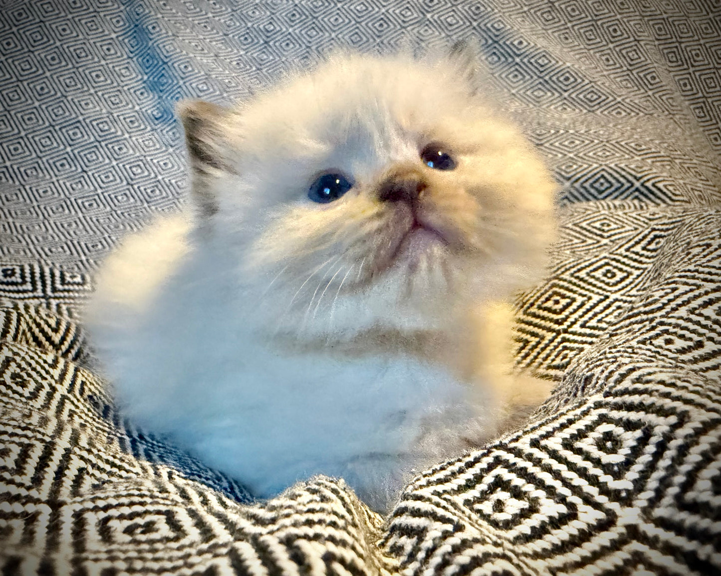 Choco 4 - FEMALE - chocolate mink