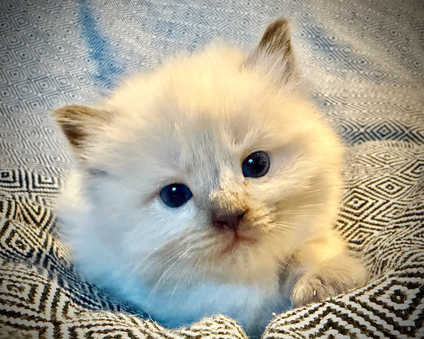 Choco 4 - FEMALE - chocolate mink