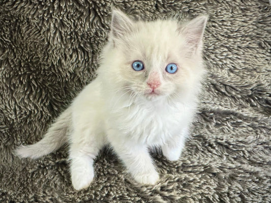 Fanta - Blue Bicolor  MALE - RESERVED 5/17/2025