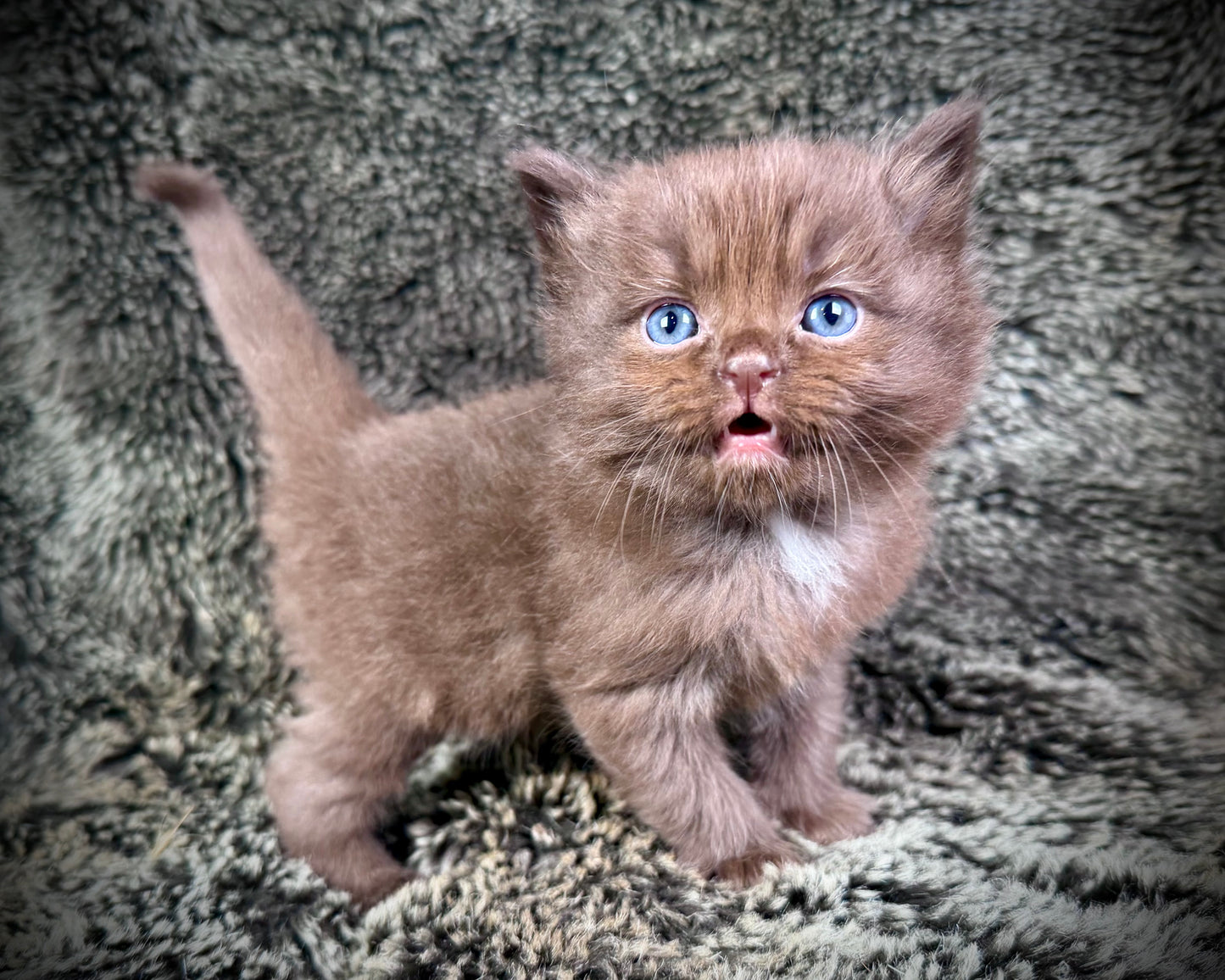 Choco 4 - FEMALE - chocolate mink