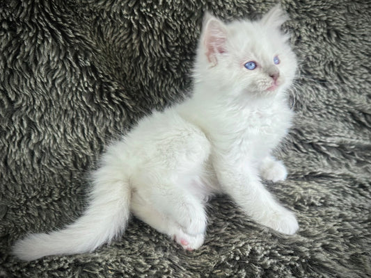 Pepsi - Lilac Point with Blaze - MALE - Available 5/17/2025