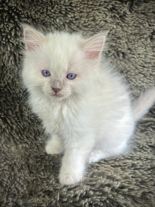 Dr Pepper - Lilac Point  MALE - RESERVED- Available 5/17/2025