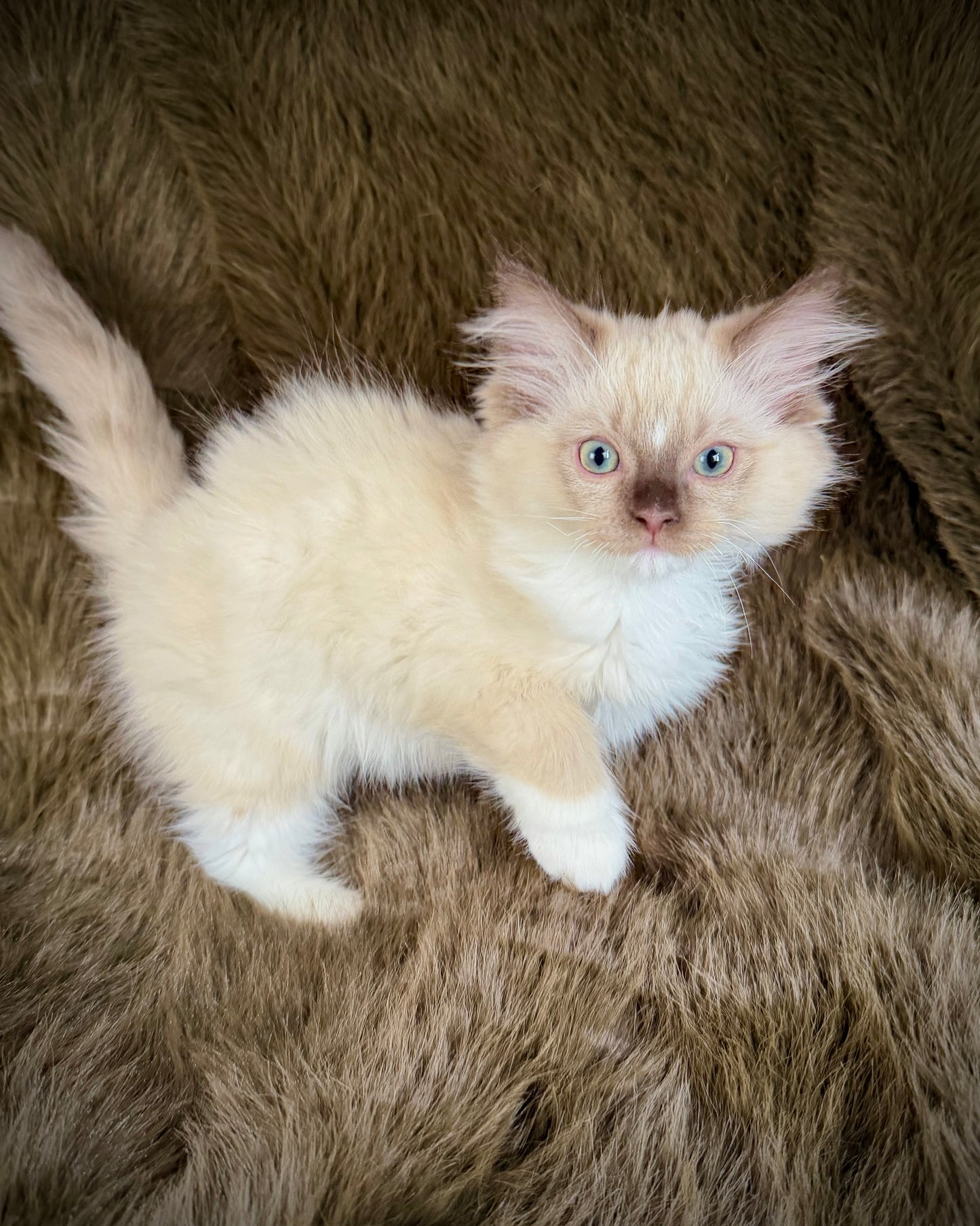 UNi - FEMALE  - chocolate mink mitted with Blaze