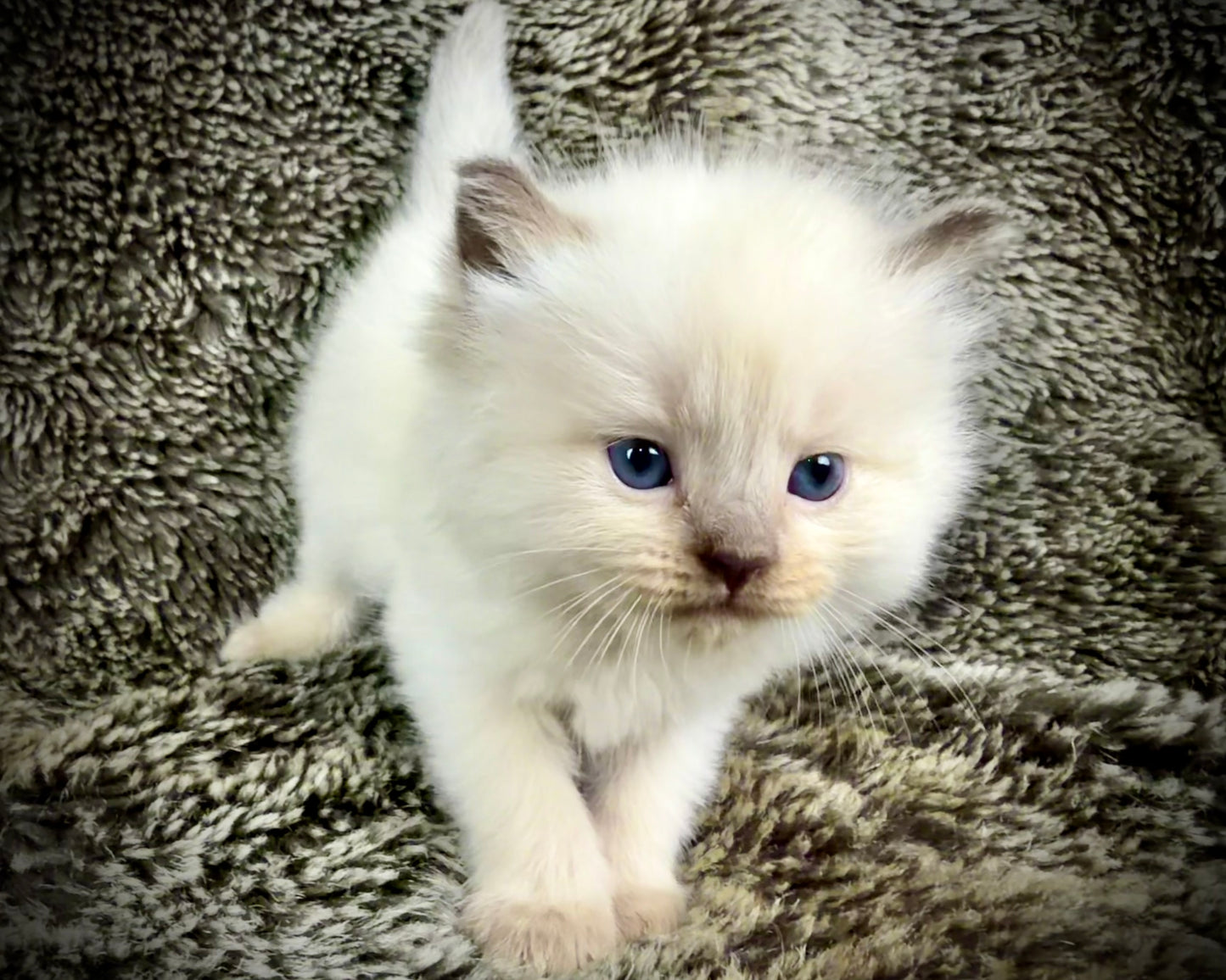 Choco 4 - FEMALE - chocolate mink