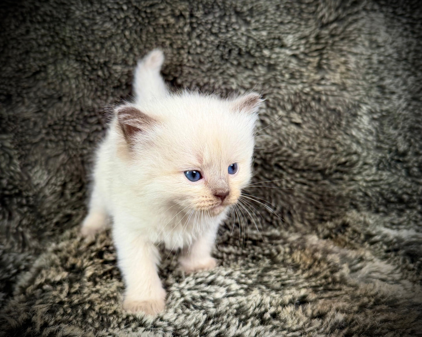 Choco 4 - FEMALE - chocolate mink