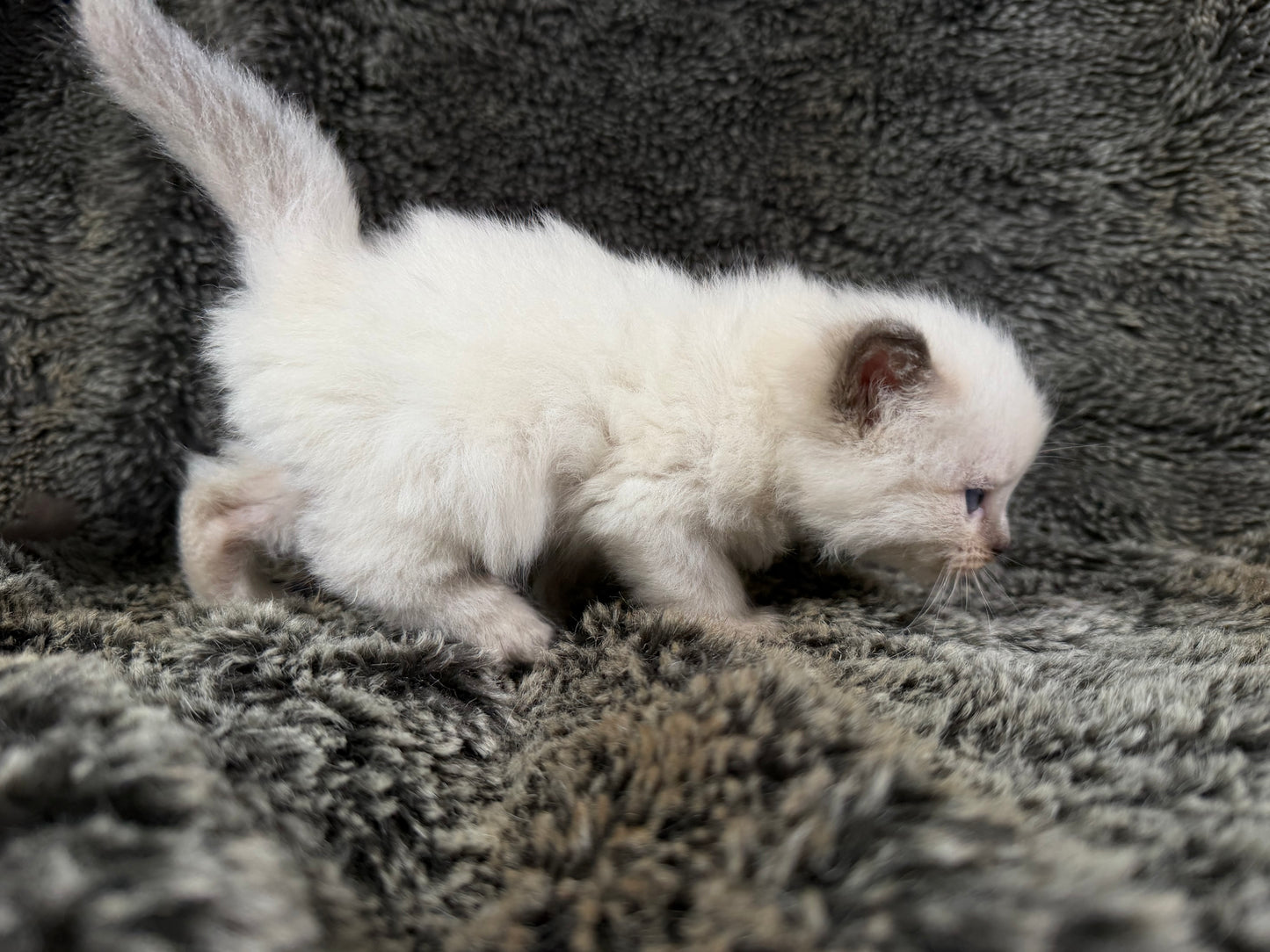 Choco 4 - FEMALE - chocolate mink