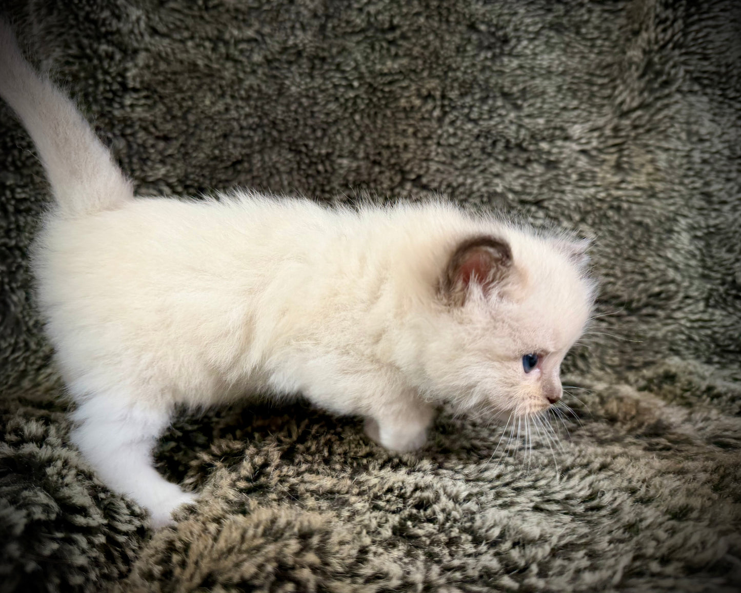 Choco 3 - FEMALE - chocolate mink mitted