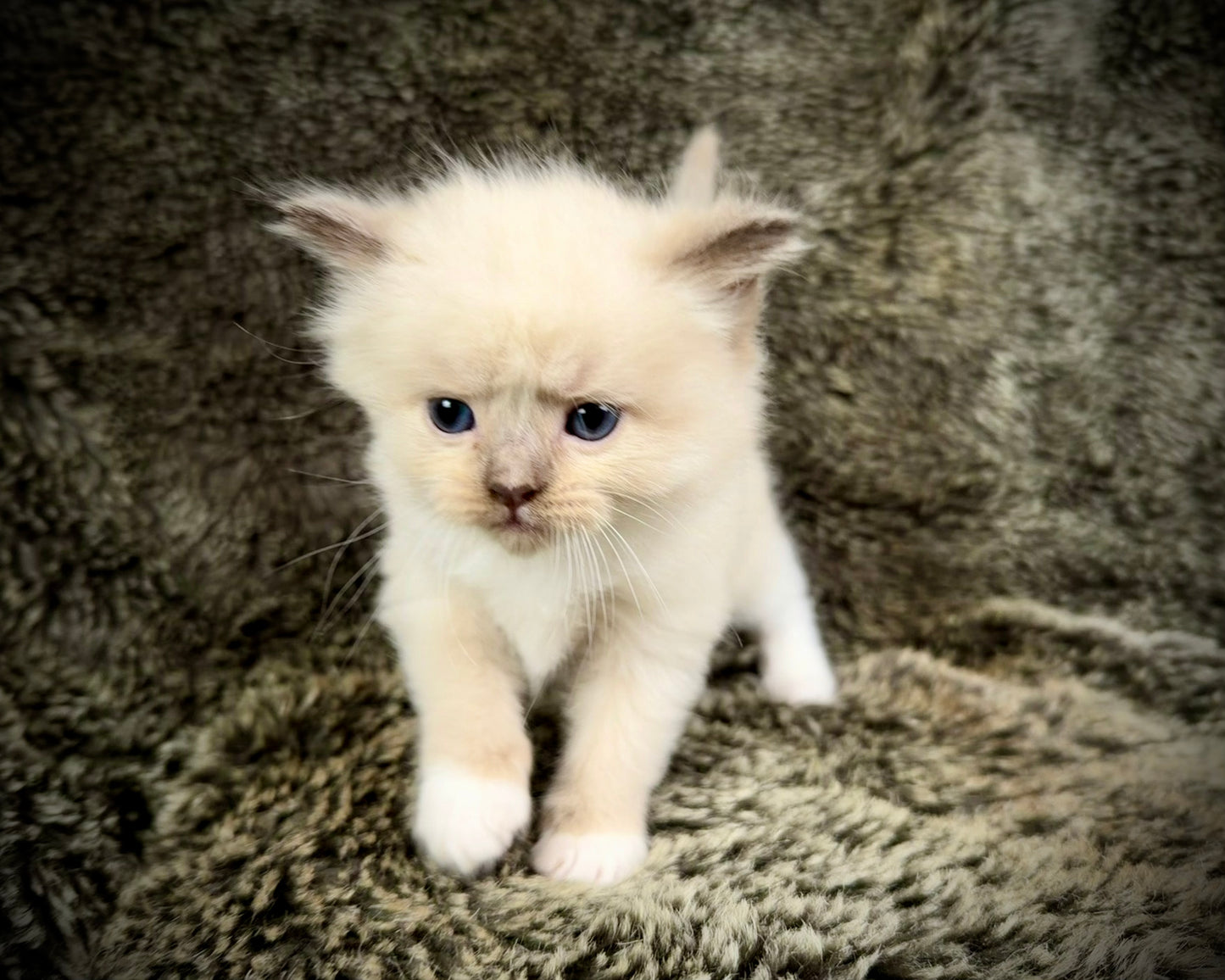 Choco 3 - FEMALE - chocolate mink mitted