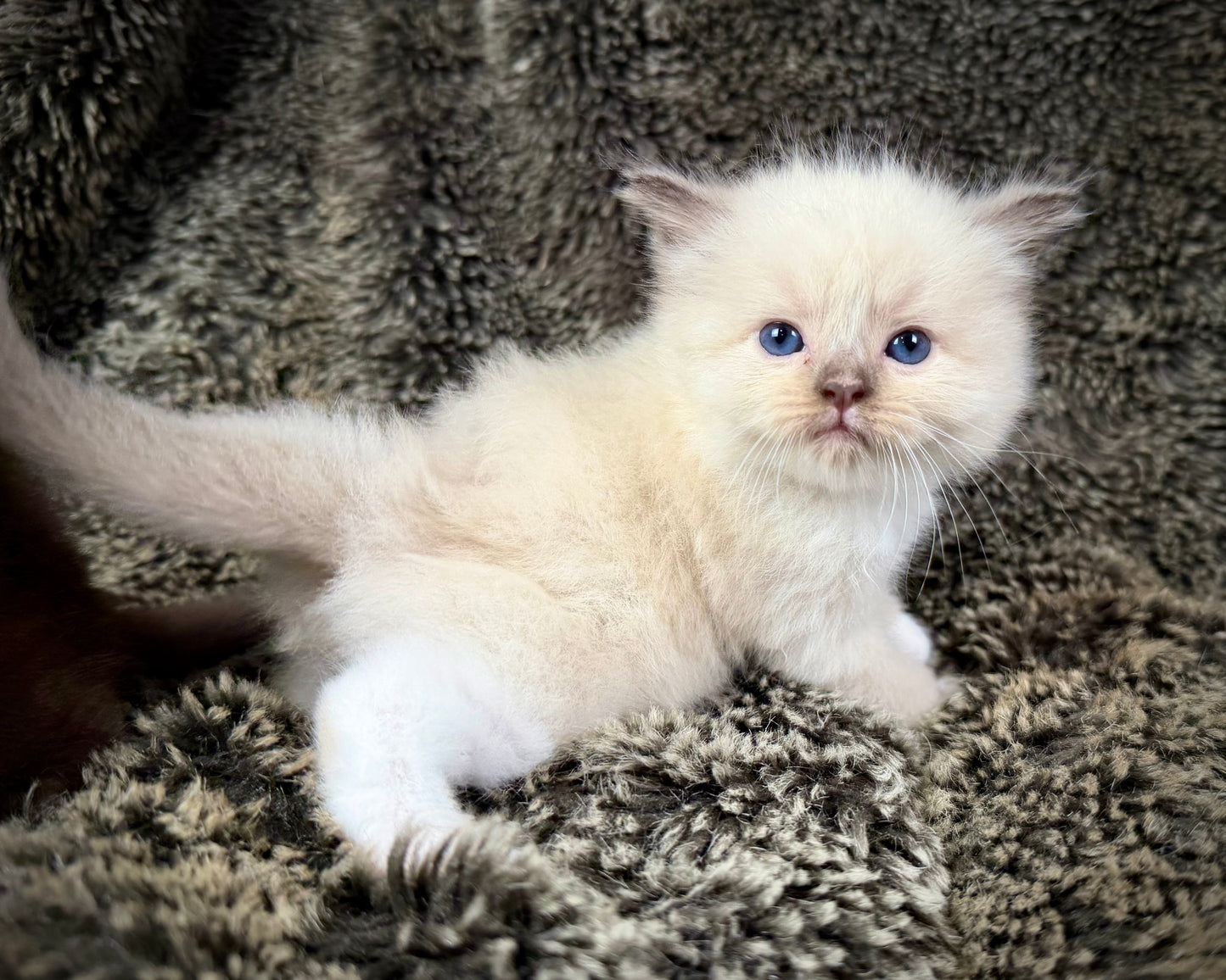 Choco 3 - FEMALE - chocolate mink mitted