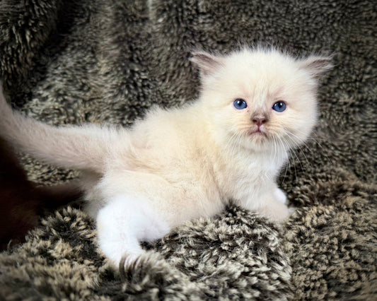 Choco 3 - FEMALE - chocolate mink mitted