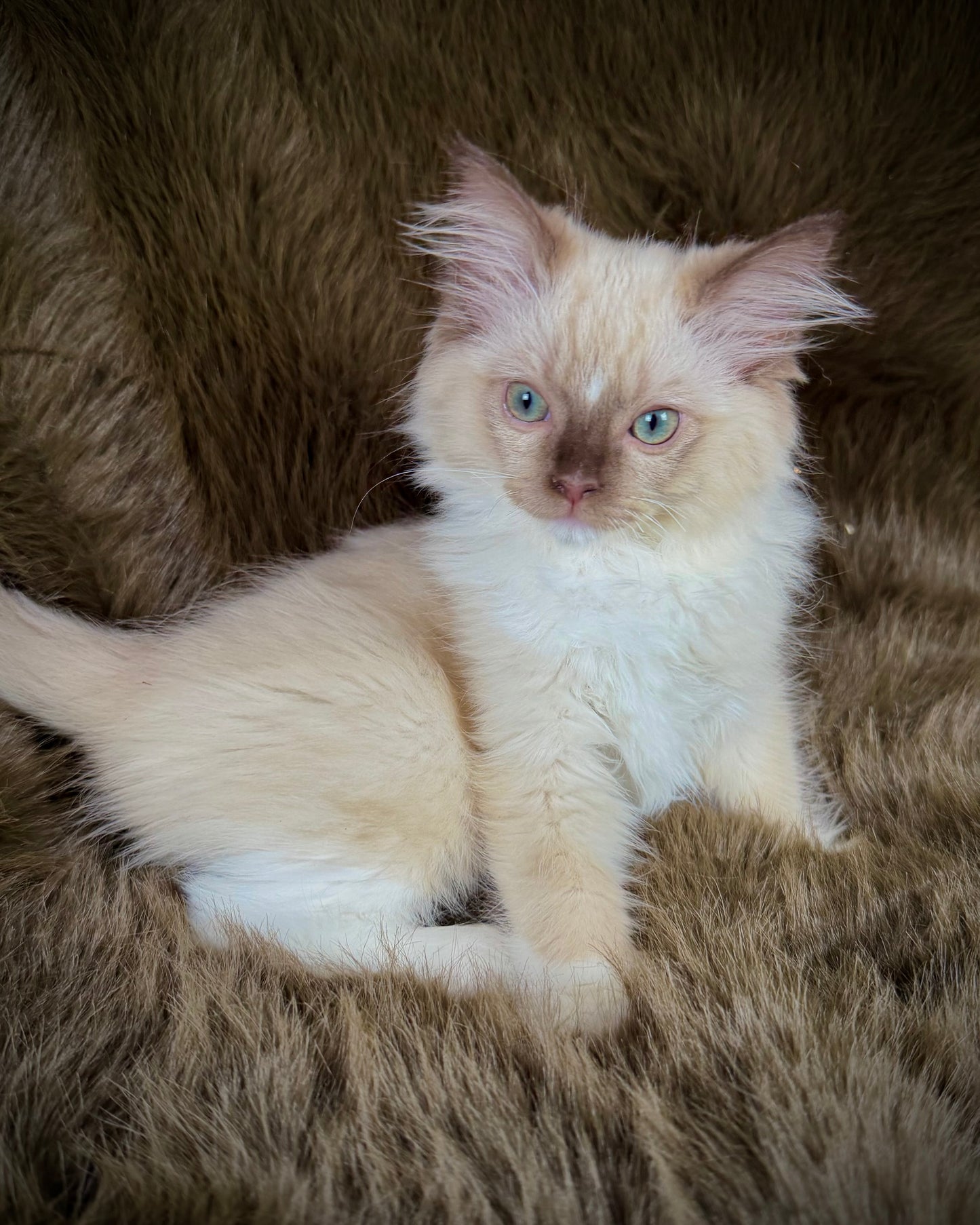 UNi - FEMALE  - chocolate mink mitted with Blaze