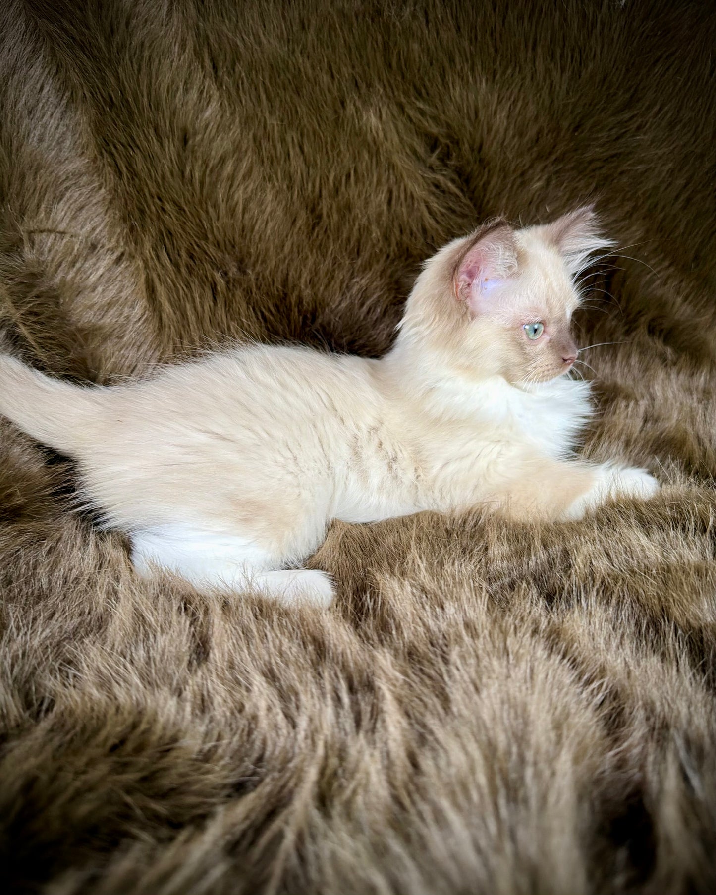 UNi - FEMALE  - chocolate mink mitted with Blaze