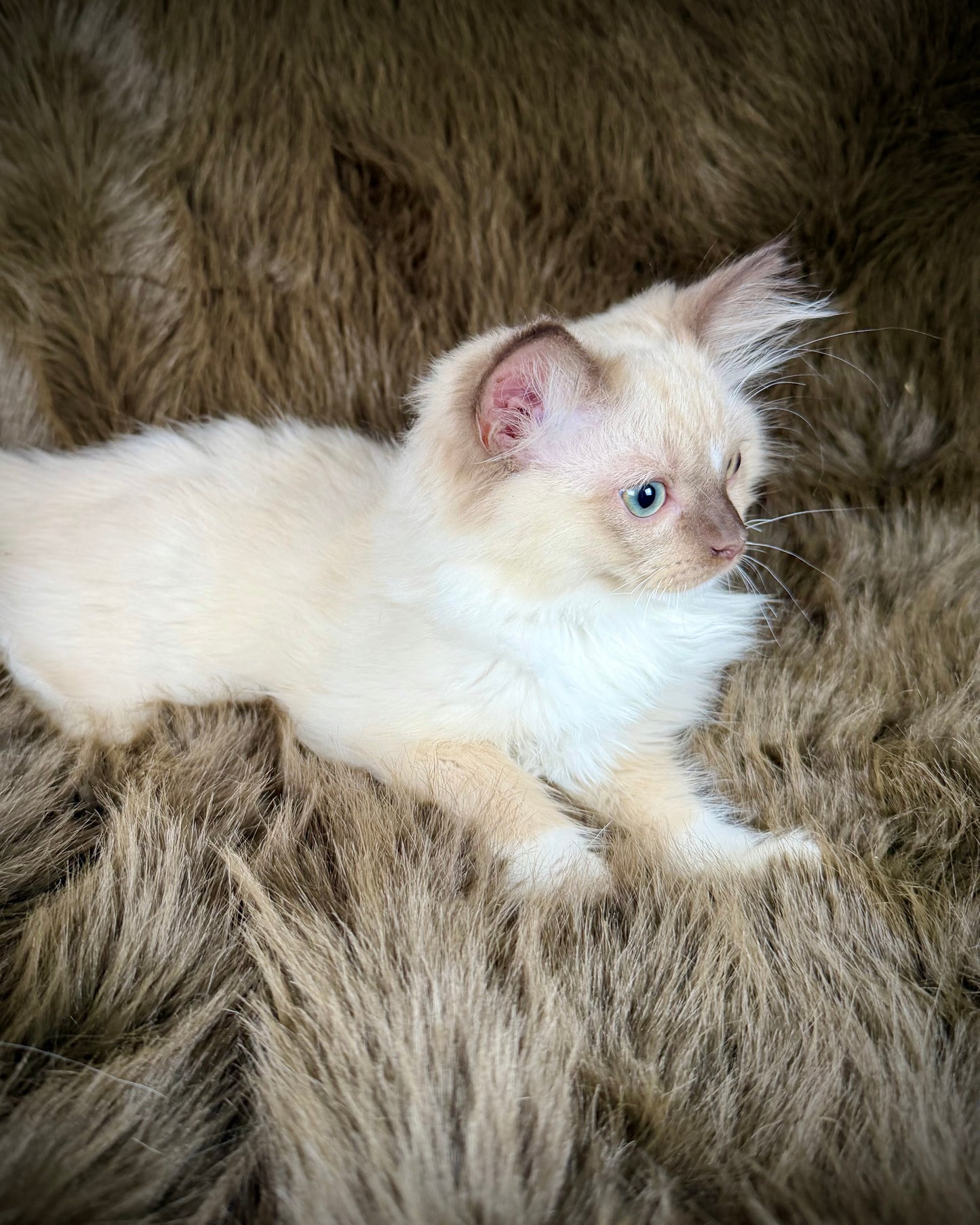 UNi - FEMALE  - chocolate mink mitted with Blaze