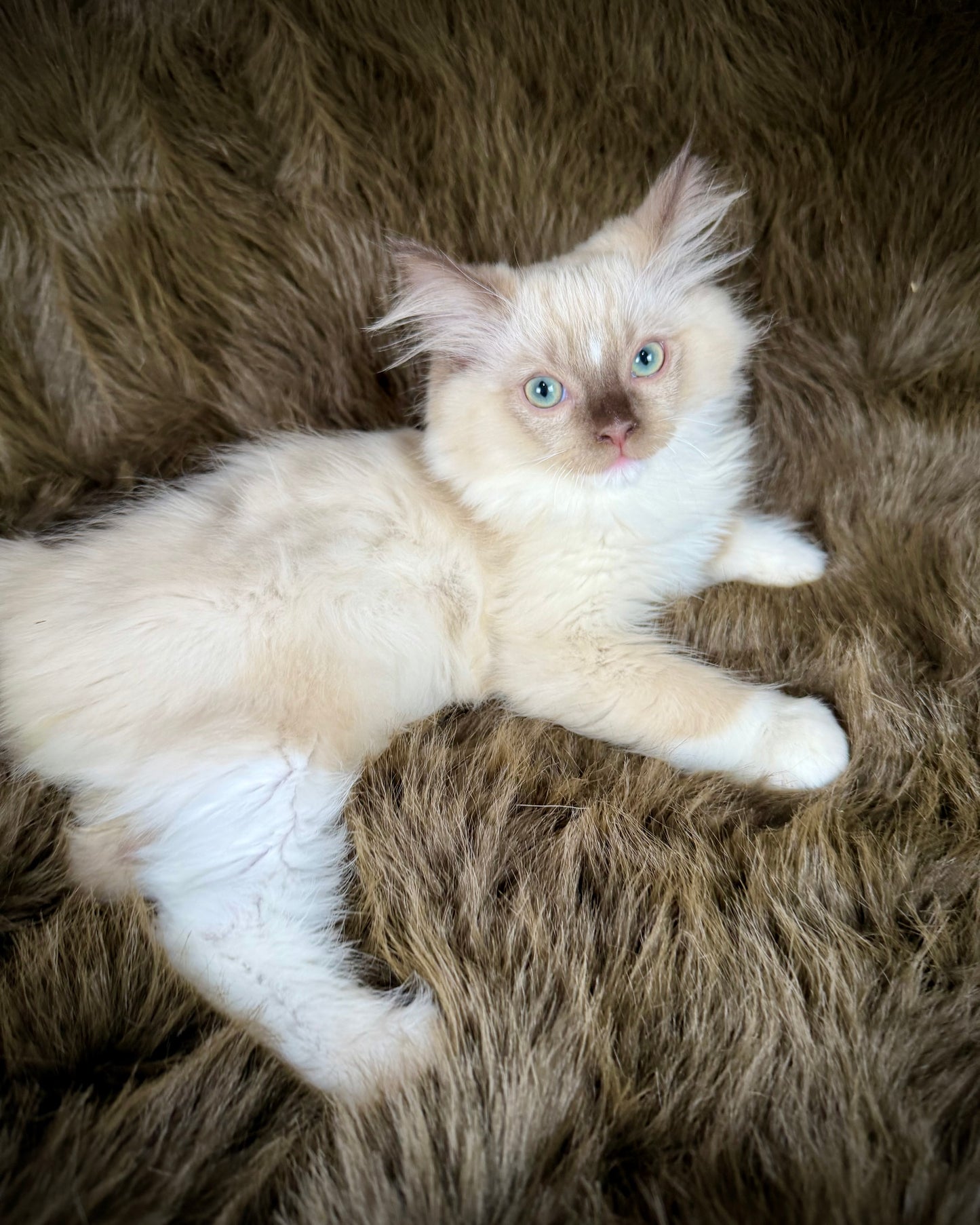 UNi - FEMALE  - chocolate mink mitted with Blaze