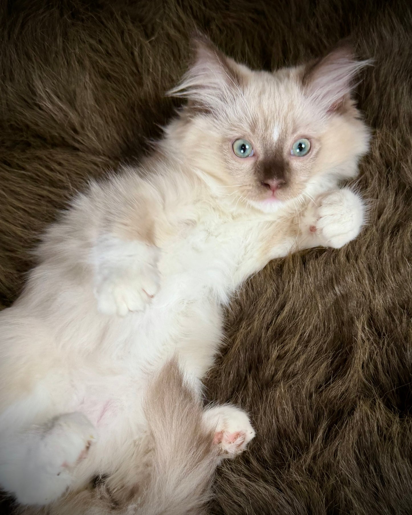 UNi - FEMALE  - chocolate mink mitted with Blaze