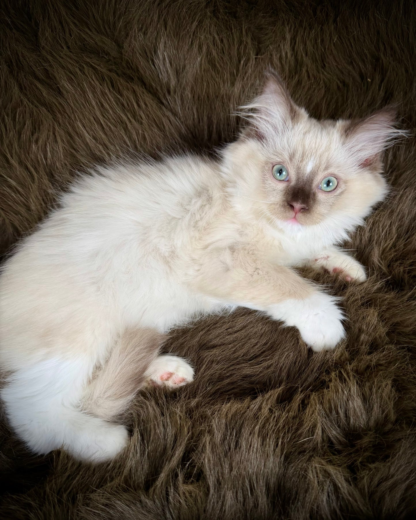 UNi - FEMALE  - chocolate mink mitted with Blaze