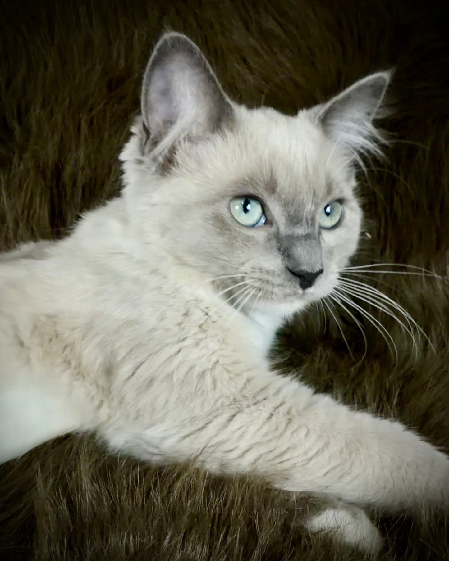 Snickerdoodle  - MALE  - Blue Mink/Sepia Mitted with blaze