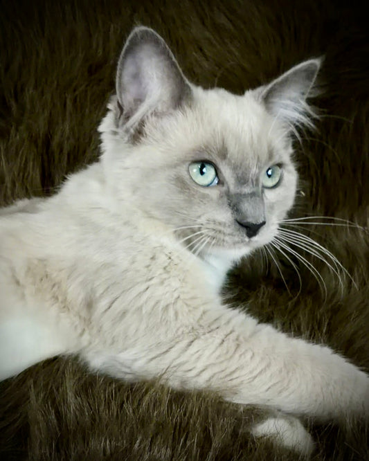Snickerdoodle  - MALE  - Blue Mink/Sepia Mitted with blaze