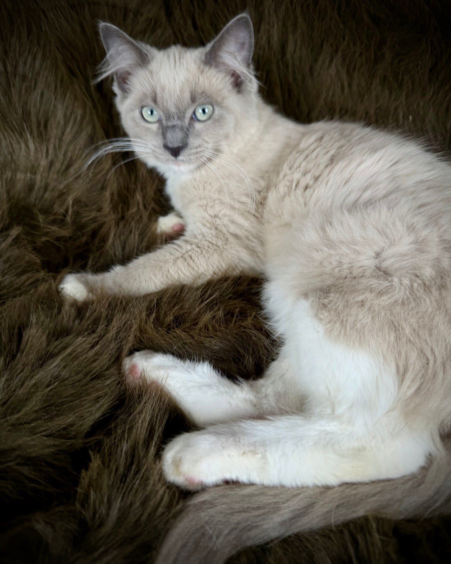 Snickerdoodle  - MALE  - Blue Mink/Sepia Mitted with blaze