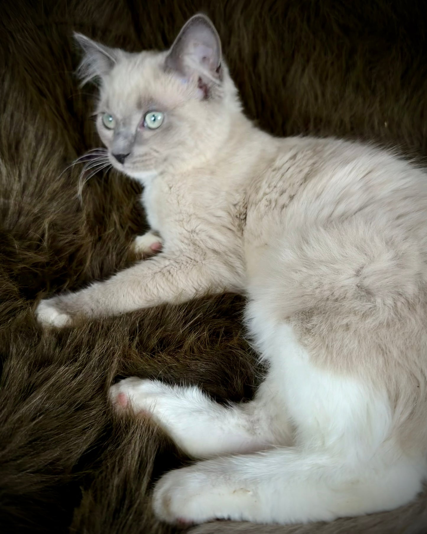 Snickerdoodle  - MALE  - Blue Mink/Sepia Mitted with blaze