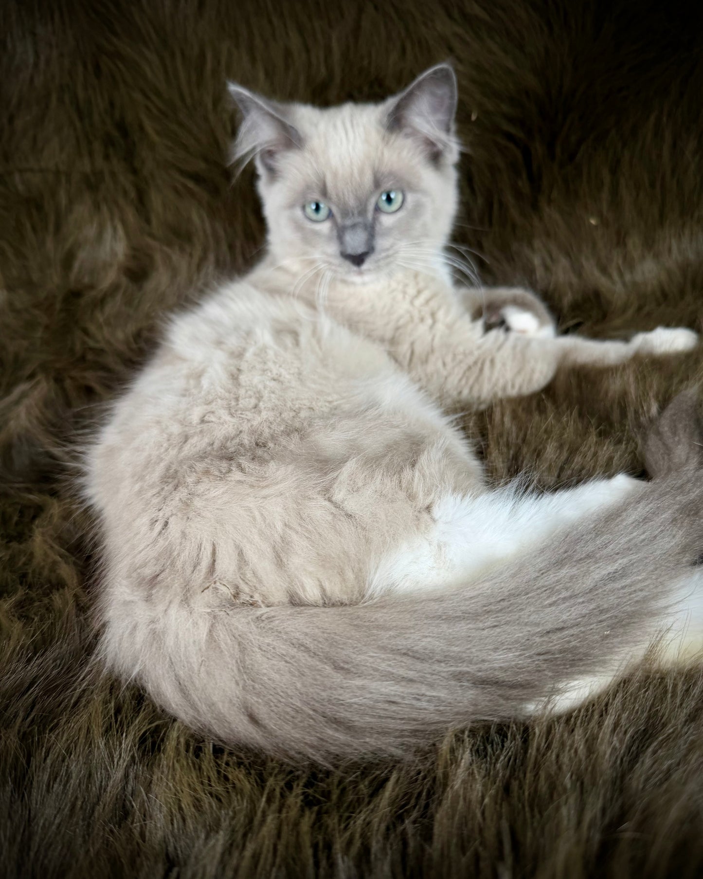 Snickerdoodle  - MALE  - Blue Mink/Sepia Mitted with blaze