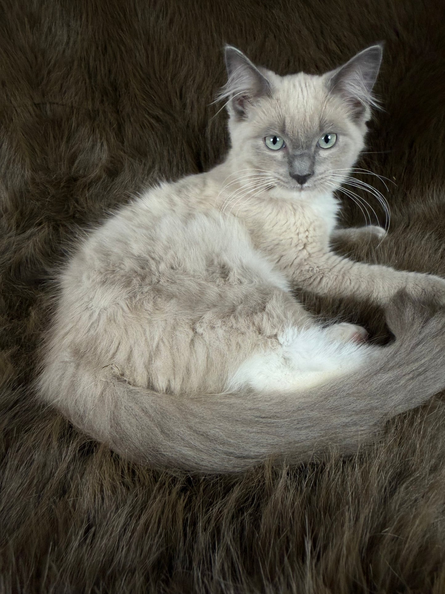 Snickerdoodle  - MALE  - Blue Mink/Sepia Mitted with blaze
