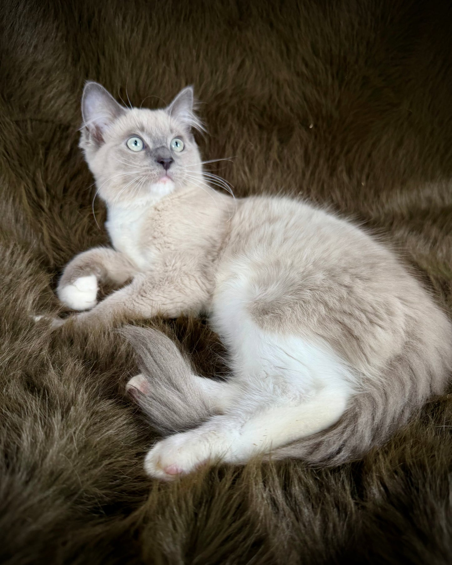 Snickerdoodle  - MALE  - Blue Mink/Sepia Mitted with blaze