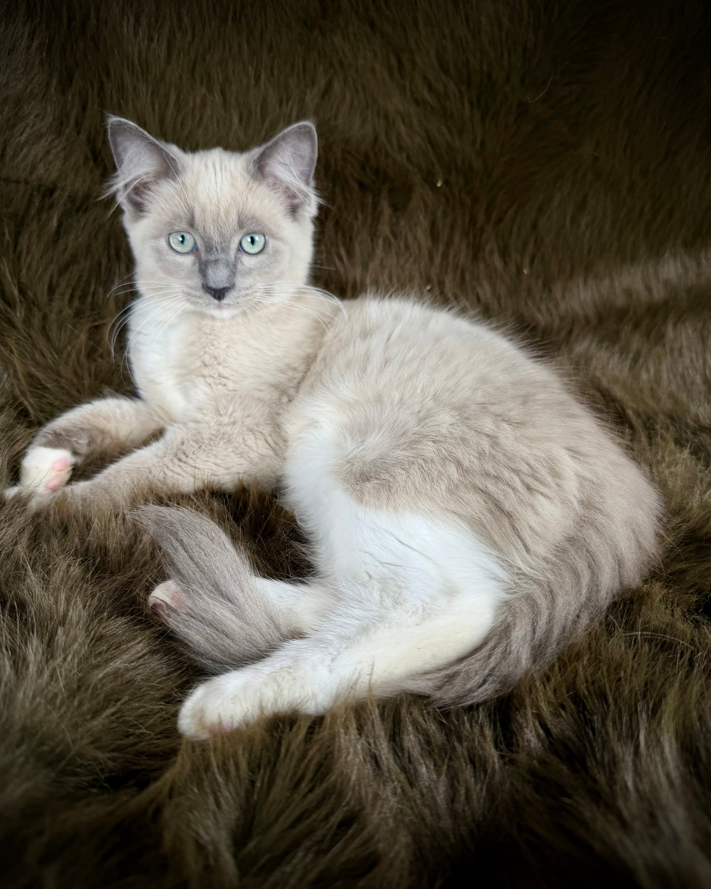 Snickerdoodle  - MALE  - Blue Mink/Sepia Mitted with blaze