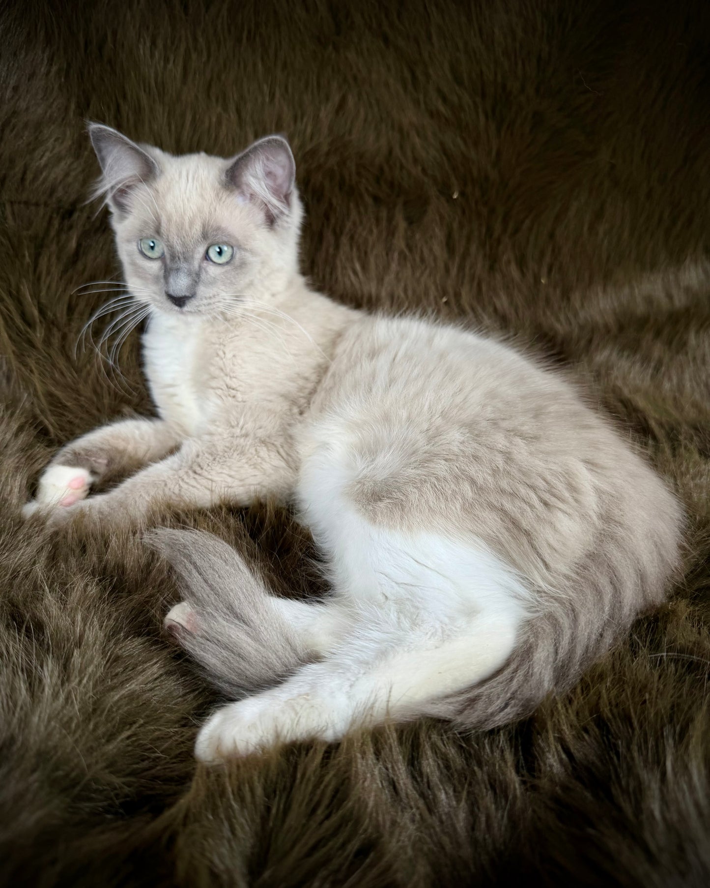 Snickerdoodle  - MALE  - Blue Mink/Sepia Mitted with blaze