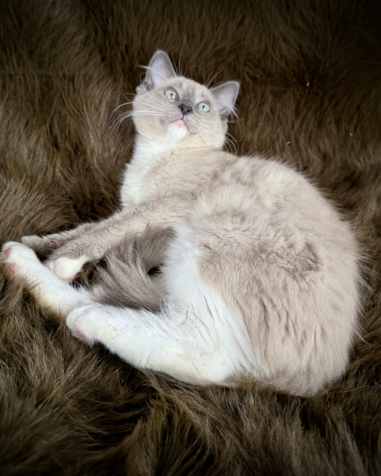 Snickerdoodle  - MALE  - Blue Mink/Sepia Mitted with blaze