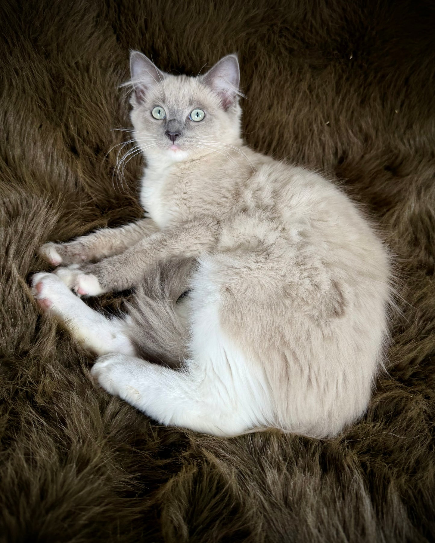 Snickerdoodle  - MALE  - Blue Mink/Sepia Mitted with blaze