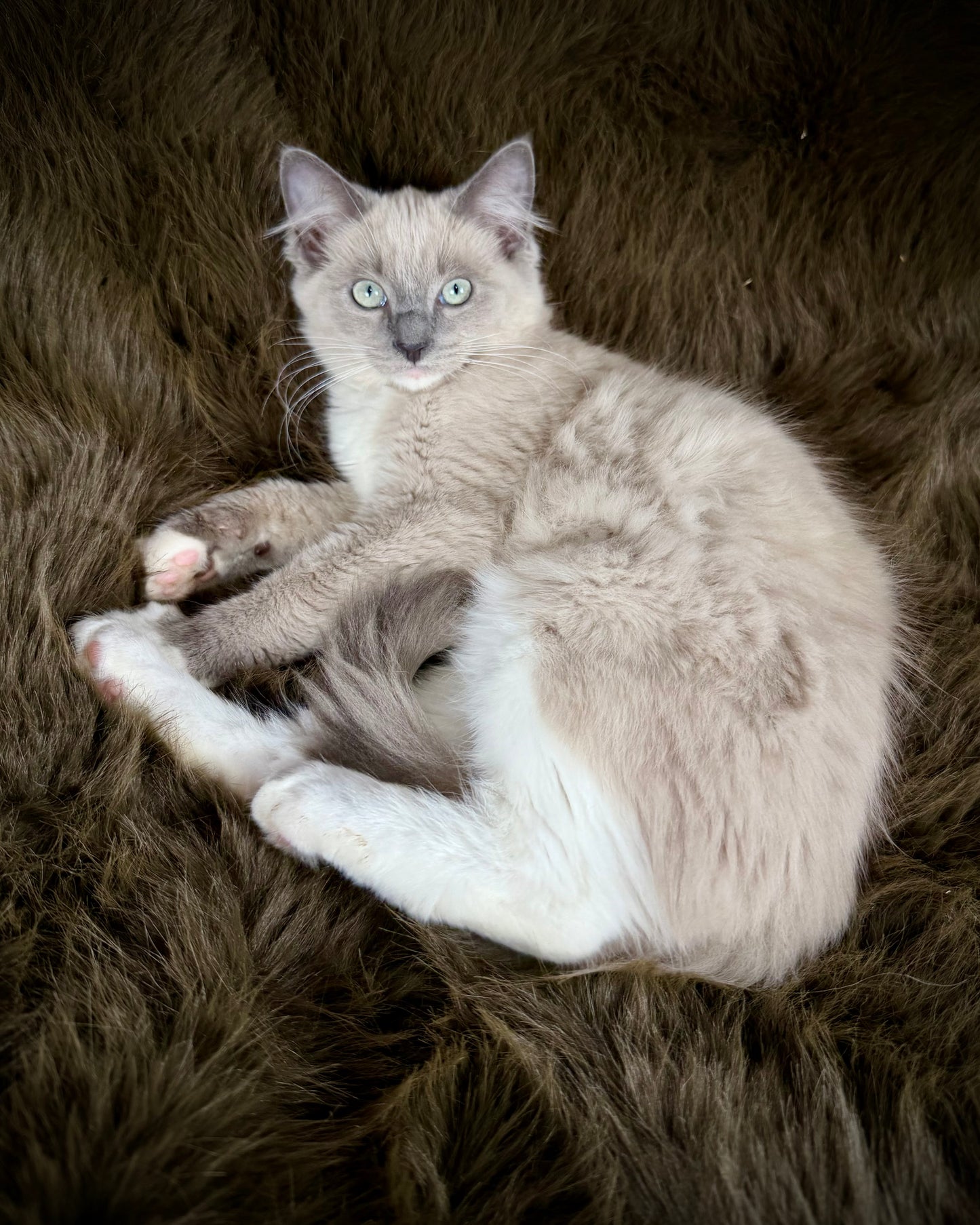 Snickerdoodle  - MALE  - Blue Mink/Sepia Mitted with blaze